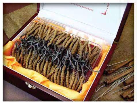 托克逊冬虫夏草回收